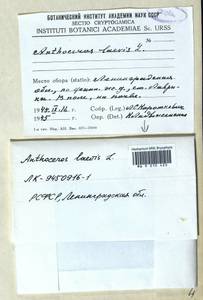 Phaeoceros laevis (L.) Prosk., Гербарий мохообразных, Мхи - Карелия, Ленинградская и Мурманская области (B4) (Россия)
