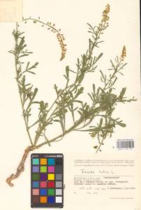 Резеда желтая L., Восточная Европа, Нижневолжский район (E9) (Россия)