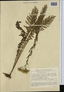 Тысячелистник расставленный Waldst. & Kit. ex Willd., Западная Европа (EUR) (Румыния)