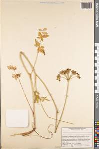 Apiaceae, Средняя Азия и Казахстан, Северный и Центральный Тянь-Шань (M4) (Киргизия)