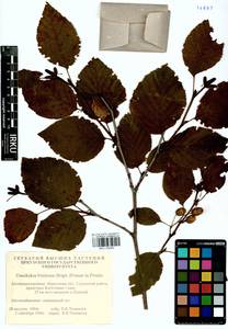 Ольховник кустарниковый, Ольха кустарниковая (Rupr.) Raus, Сибирь, Прибайкалье и Забайкалье (S4) (Россия)