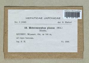 Heteroscyphus planus (Mitt.) Schiffn., Гербарий мохообразных, Мхи - Азия (вне границ бывшего СССР) (BAs) (Япония)