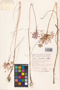 Лук крымский (Besser ex Rchb.) K.Richt., Восточная Европа, Нижневолжский район (E9) (Россия)