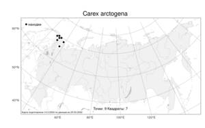 Carex arctogena, Осока арктическая Harry Sm., Атлас флоры России (FLORUS) (Россия)
