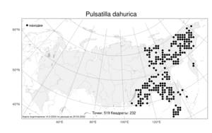 Pulsatilla dahurica, Прострел даурский (Fisch. ex DC.) Spreng., Атлас флоры России (FLORUS) (Россия)