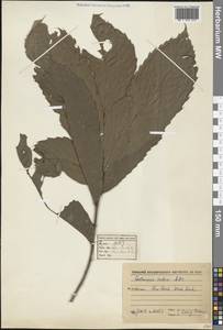 Castanopsis indica (Roxb. ex Lindl.) A.DC., Зарубежная Азия (ASIA) (Вьетнам)