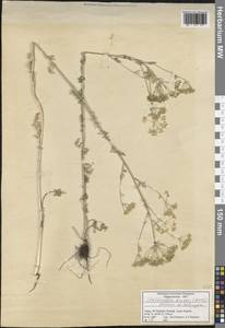 Elaeosticta aurea (Boiss.) Menemen, Зарубежная Азия (ASIA) (Турция)