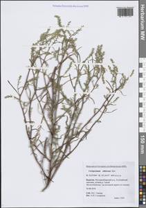 Верблюдка сибирская Iljin, Сибирь, Прибайкалье и Забайкалье (S4) (Россия)