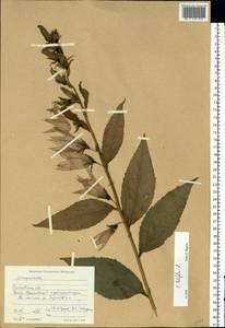 Колокольчик широколистный L., Восточная Европа, Московская область и Москва (E4a) (Россия)