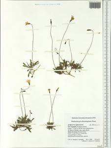 Wahlenbergia albomarginata Hook., Австралия и Океания (AUSTR) (Новая Зеландия)