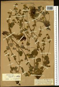 Лапчатка земляниковидная Willd. ex Schltdl., Сибирь, Чукотка и Камчатка (S7) (Россия)