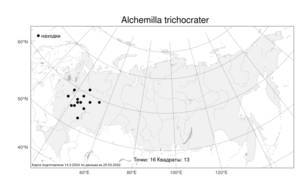 Alchemilla trichocrater, Манжетка волосистоцветковая Juz., Атлас флоры России (FLORUS) (Россия)