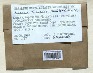 Bazzania tricrenata (Wahlenb.) Lindb., Гербарий мохообразных, Мхи - Северный Кавказ и Предкавказье (B12) (Россия)