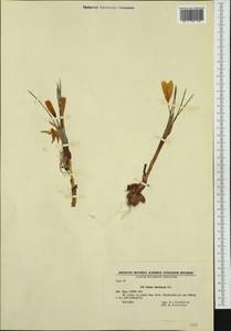 Crocus flavus Weston, Западная Европа (EUR) (Болгария)