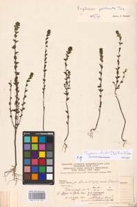 MHA 0 161 684, Очанка прямая J.P.Wolff ex J.F.Lehm., Восточная Европа, Западно-Украинский район (E13) (Украина)