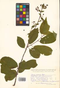 Prunus glandulifolia Rupr., Сибирь, Дальний Восток (S6) (Россия)