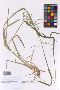 Мятлик расставленный Forselles, Восточная Европа, Московская область и Москва (E4a) (Россия)