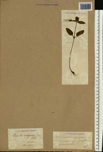 Черноголовка обыкновенная L., Восточная Европа, Средневолжский район (E8) (Россия)