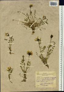 Остролодочник грязноватый (Willd.) Pers., Сибирь, Западная Сибирь (S1) (Россия)