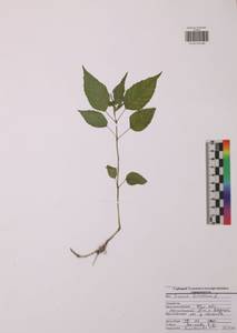 Двулепестник парижский, Цирцея парижская L., Восточная Европа, Центральный район (E4) (Россия)