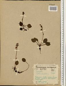 Грушанка круглолистная L., Восточная Европа, Северный район (E1) (Россия)