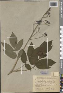 Стеблелист мощный Maxim., Сибирь, Дальний Восток (S6) (Россия)