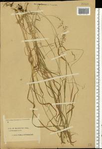 Sibirotrisetum sibiricum (Rupr.) Barberá, Восточная Европа, Центральный лесной район (E5) (Россия)