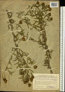 Василек волосистоголовый M. Bieb. ex Willd., Восточная Европа, Восточный район (E10) (Россия)
