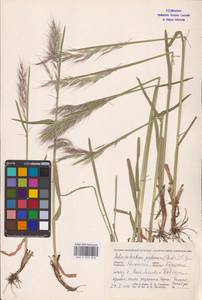 Avenula pubescens (Huds.) Dumort., Восточная Европа, Центральный район (E4) (Россия)