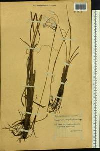 Пушица узколистная, Пушица многоколосковая Honck., Сибирь, Якутия (S5) (Россия)