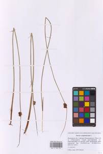 Ситник скученный L., Восточная Европа, Московская область и Москва (E4a) (Россия)