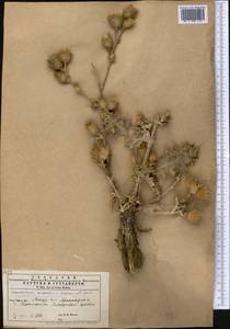 Cousinia oreodoxa Bornm. & Sint., Средняя Азия и Казахстан, Копетдаг, Бадхыз, Малый и Большой Балхан (M1) (Туркмения)