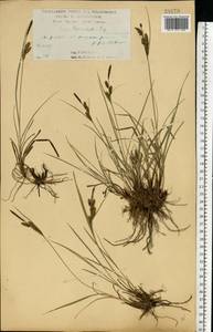 Осока черная (L.) Reichard, Восточная Европа, Центральный лесостепной район (E6) (Россия)