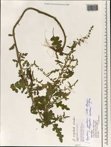 Dysphania neglecta Sukhor., Зарубежная Азия (ASIA) (Непал)