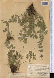 Semenovia bucharica (B.Fedtsch. ex Schischk.) Manden., Средняя Азия и Казахстан, Памир и Памиро-Алай (M2) (Таджикистан)