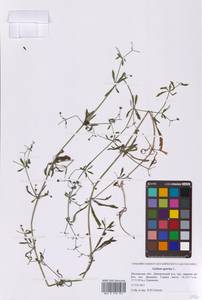 Подмаренник цепкий L., Восточная Европа, Московская область и Москва (E4a) (Россия)