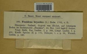 Fissidens bryoides Hedw., Гербарий мохообразных, Мхи - Западная Европа (BEu) (Дания)