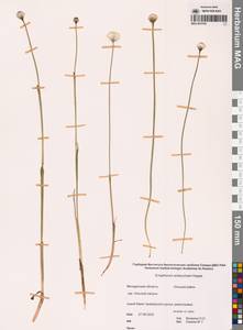 Пушица Шейхцера Hoppe, Сибирь, Чукотка и Камчатка (S7) (Россия)