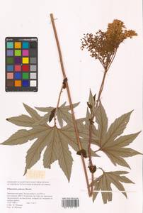 Filipendula digitata (Willd.) Bergmans, Сибирь, Дальний Восток (S6) (Россия)