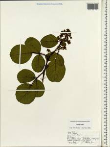 Ежевика, Зарубежная Азия (ASIA) (Индия)