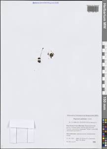 Жирянка лопатчатая Ledeb., Сибирь, Якутия (S5) (Россия)