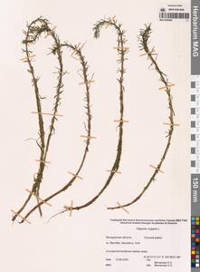 Хвостник обыкновенный, Водяная сосенка L., Сибирь, Чукотка и Камчатка (S7) (Россия)