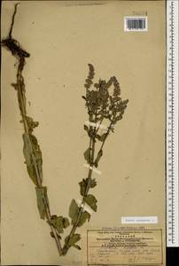 Котовник голый, Кавказ, Азербайджан (K6) (Азербайджан)