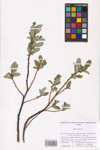 Ива сизая L., Восточная Европа, Северный район (E1) (Россия)