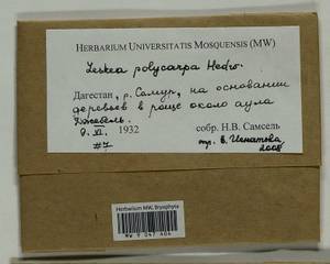 Leskea polycarpa Hedw., Гербарий мохообразных, Мхи - Северный Кавказ и Предкавказье (B12) (Россия)