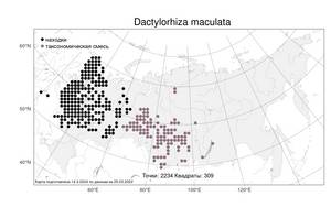 Dactylorhiza maculata, Пальчатокоренник пятнистый (L.) Soó, Атлас флоры России (FLORUS) (Россия)