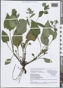 Pulmonaria × notha A.Kern., Восточная Европа, Центральный район (E4) (Россия)