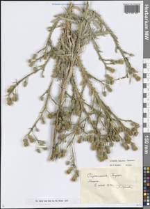 Cousinia oxiana Tscherneva, Средняя Азия и Казахстан, Каракумы (M6) (Туркмения)