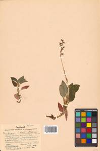 Goodyera schlechtendaliana Rchb.f., Сибирь, Дальний Восток (S6) (Россия)