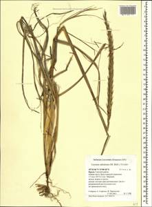 Волоснец кистистый, Колосняк кистистый (Lam.) Tzvelev, Крым (KRYM) (Россия)